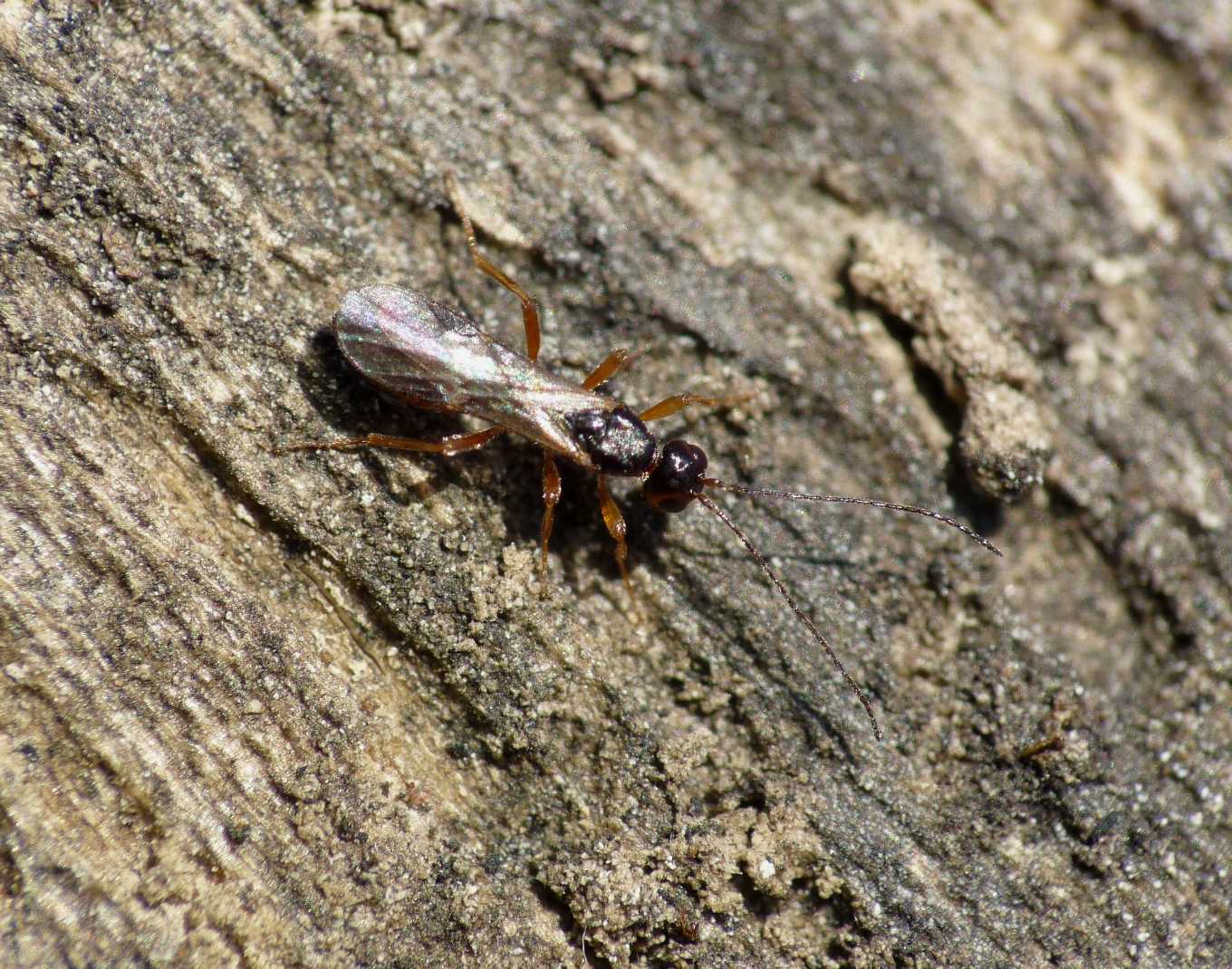 Piccolissimo imenottero (Braconidae